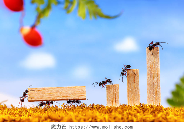 蚂蚁团队合作搬运木材蚂蚁搬运木材的业务图，团队合作的概念